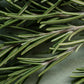 Rosemary Organic Pure Essential Oil