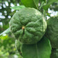 Bergamot Organic Pure Essential Oil