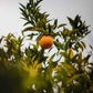 Add Two Orange Drops - BCALM