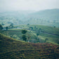 Tea Tree Fields Picture - BCALM