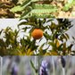 Signature Day Scent - Lavender - Orange - Frankincense - BCALM