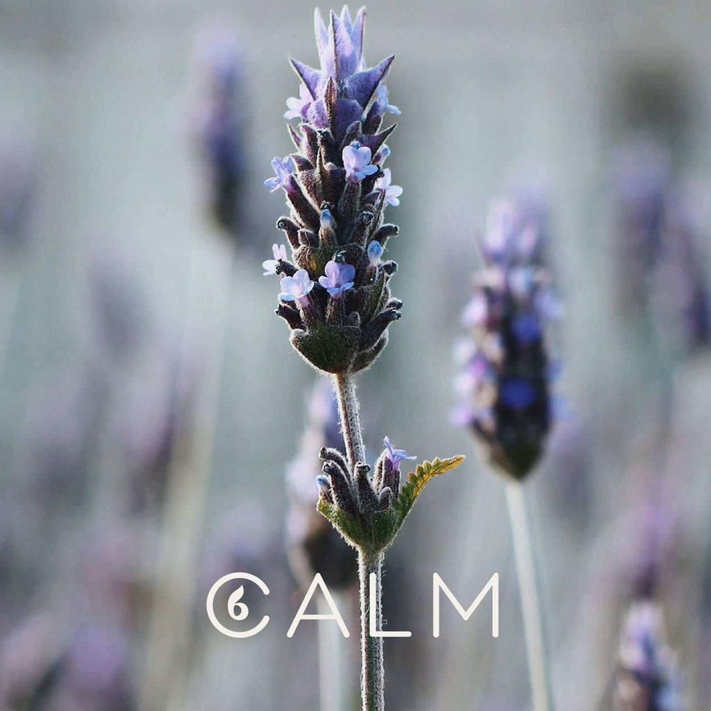 Pure Organic Lavender Essential Oil by BCALM