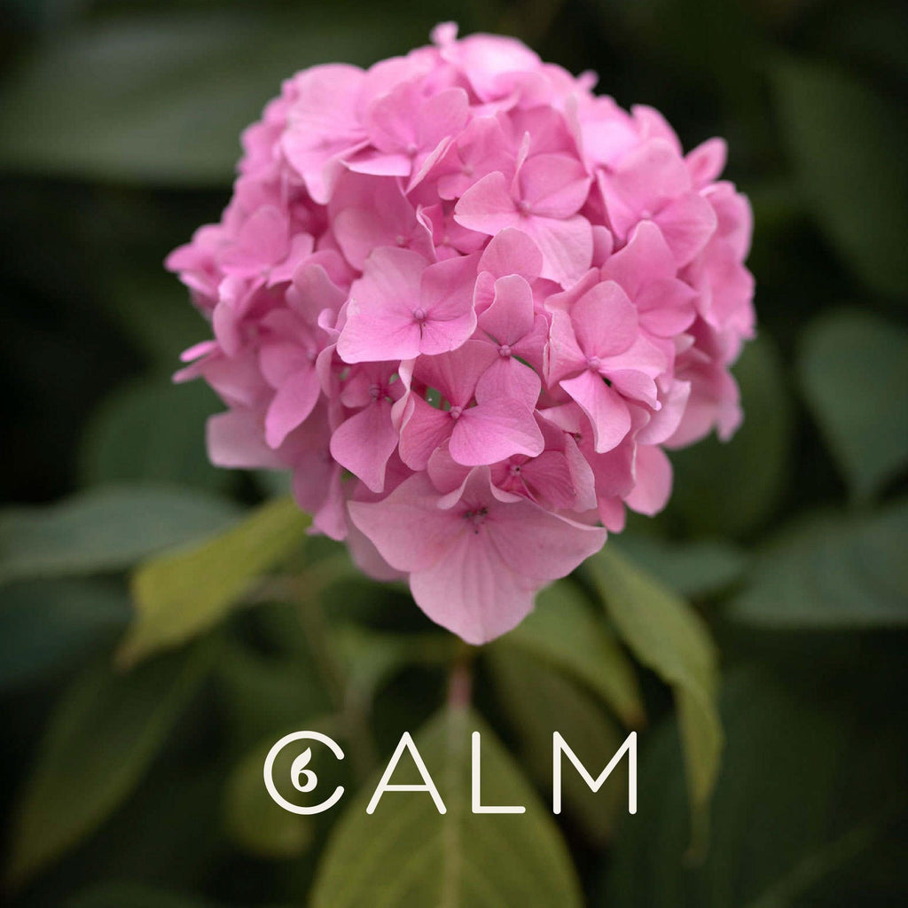 The amazing qualities of Organic Geranium Essential Oil