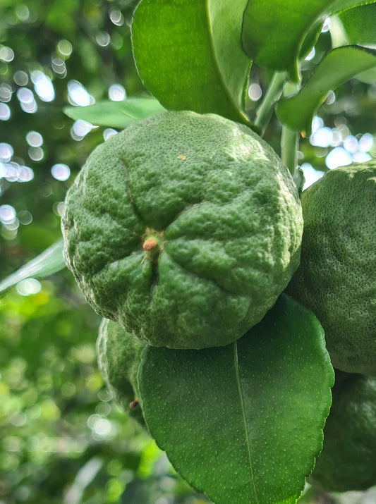 Bergamot Organic Pure Essential Oil