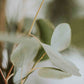Eucalyptus Leaves - BCALM