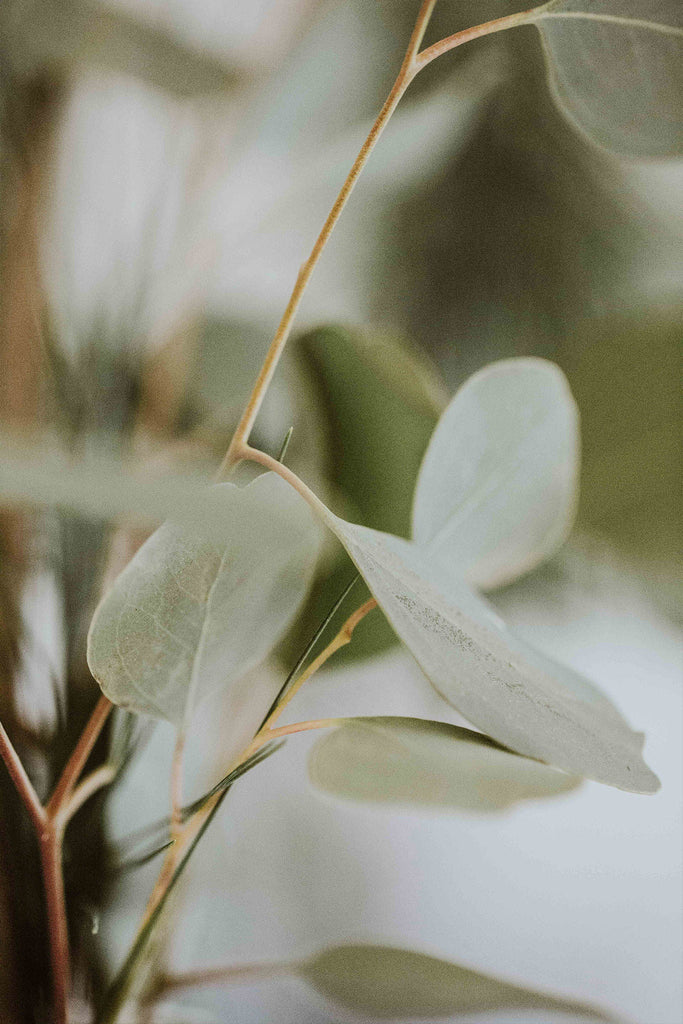 Eucalyptus Leaves - BCALM