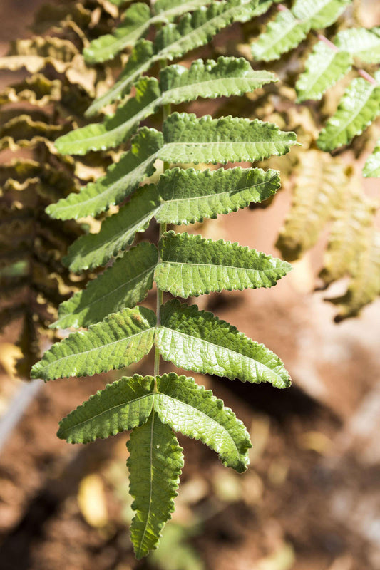 Frankincense Leaves - BCALM