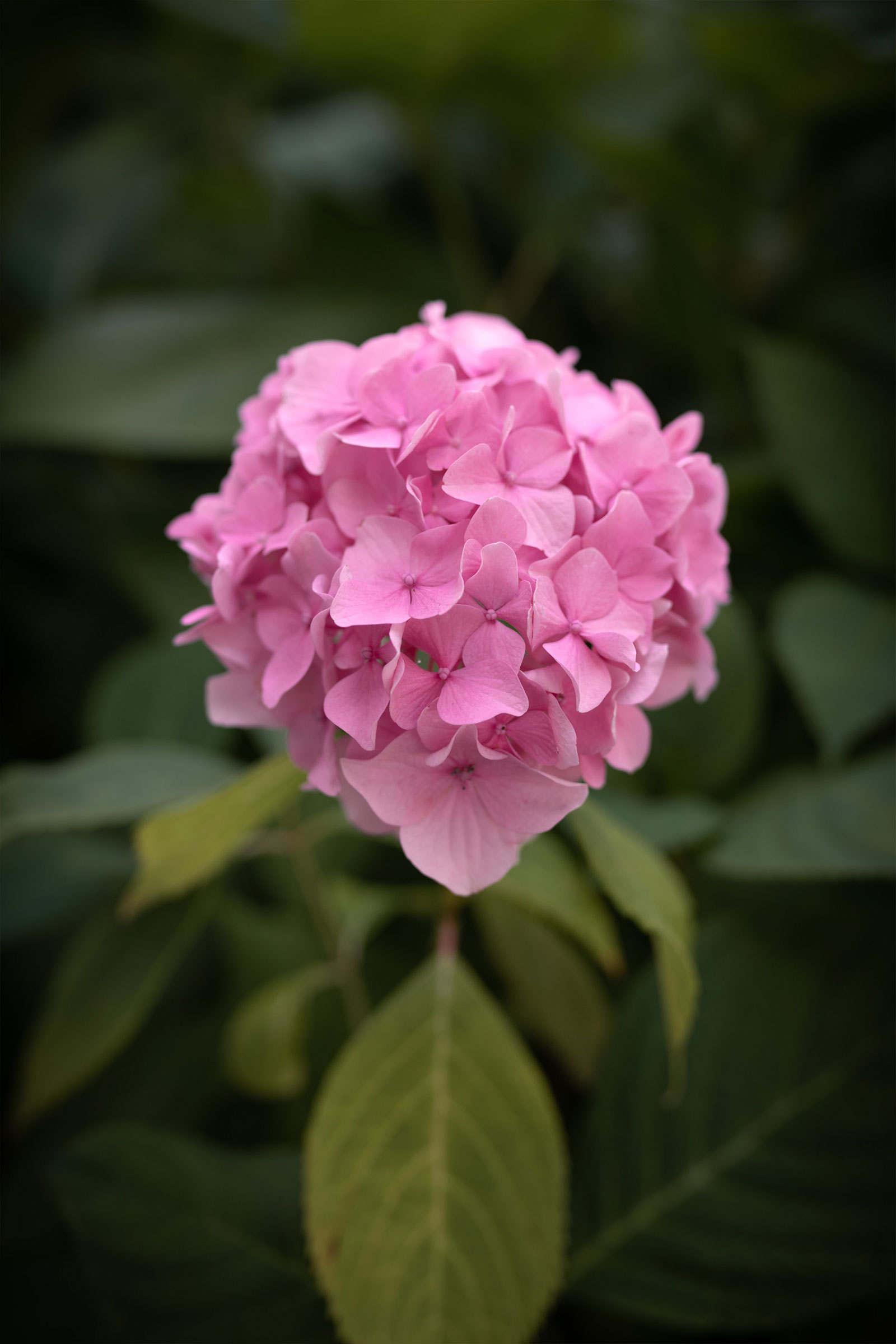 Geranium Flower - BCALM