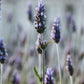 Lavender Flower - BCALM