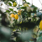 Lemon Tree - BCALM