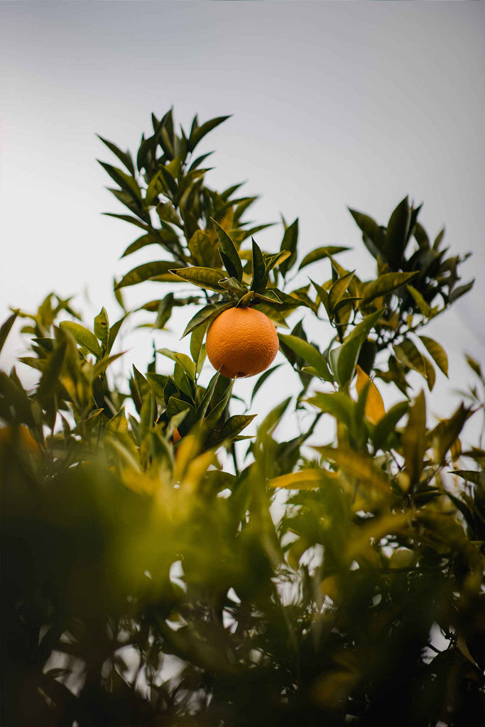 Orange Tree - BCALM