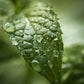 Peppermint Leaf - BCALM
